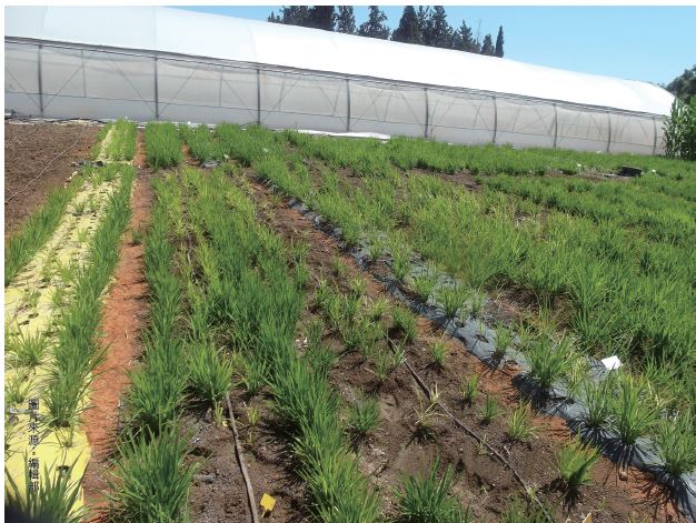 以色列創新的滴灌技術，能在沙漠中種出稻米。