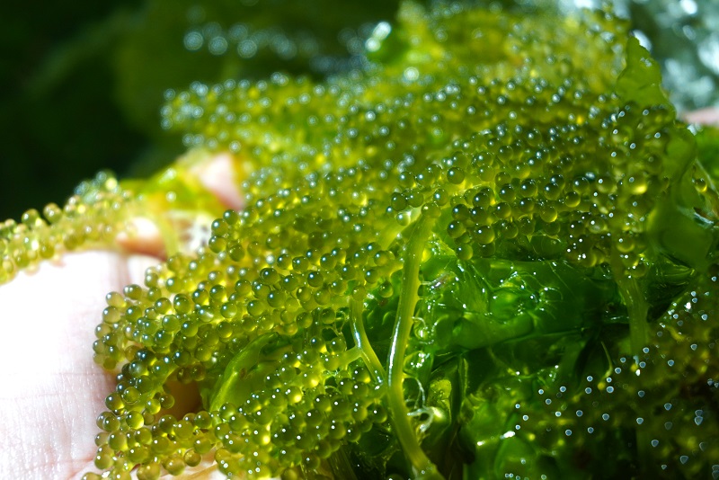 高 營 養 價 值 ， 同 時 具 有 「 海 洋 的 綠 色 魚 子 醬 」 美 名 的 海 葡 萄 。 圖 ． 茶 山 房   