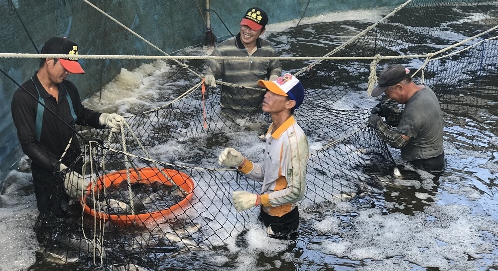 鯛魚王子加持，全聯鯛魚節新鮮上市 